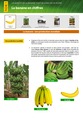Magazine's thumb Recueil de fiches techniques sur la qualité de la banane